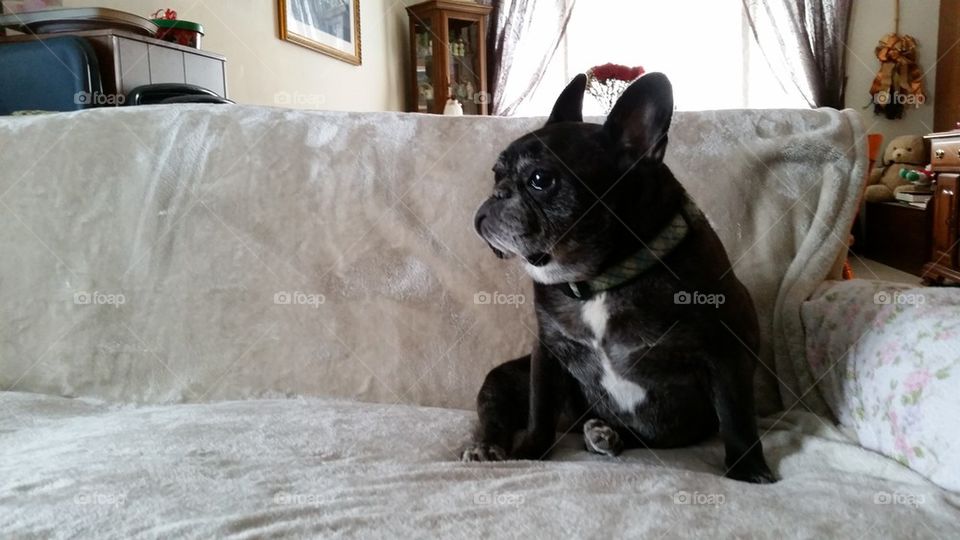 Josie Pot Roast, the French Bulldog