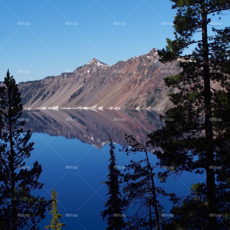 The jagged steep rim reflecting in the rich blue waters of Crater Lake in Southern Oregon seen through beautiful towering trees on a summer morning. 