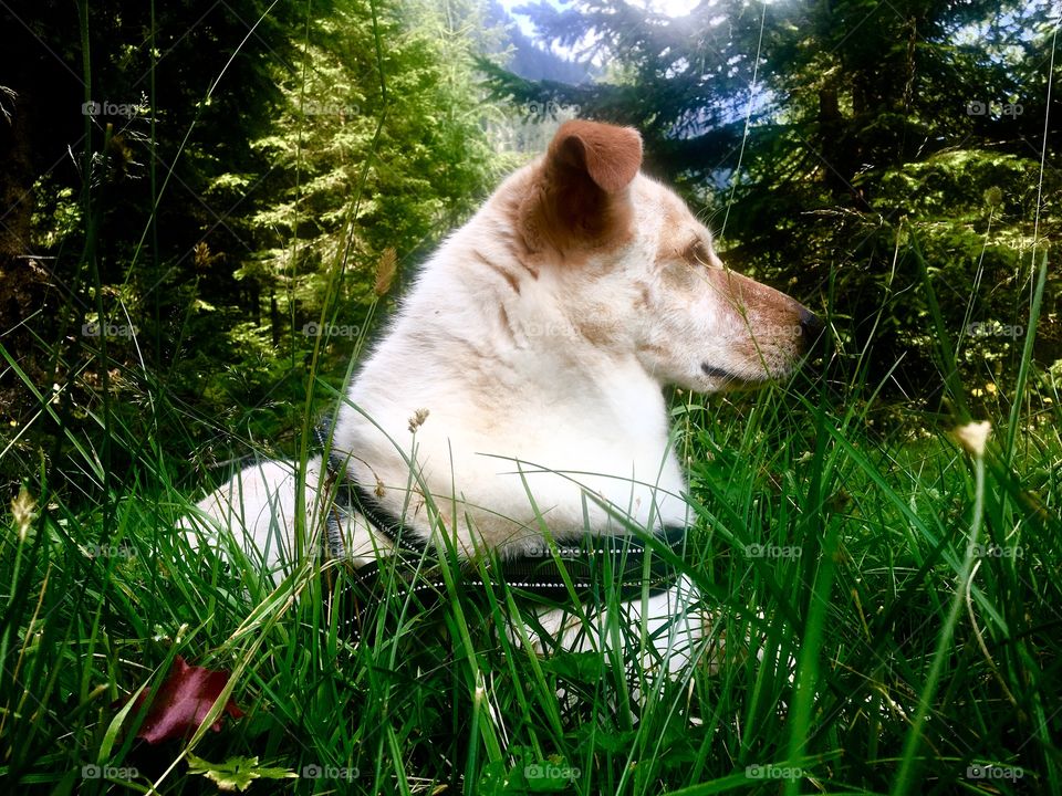 Dog, alert, grass, mountain, wildlife