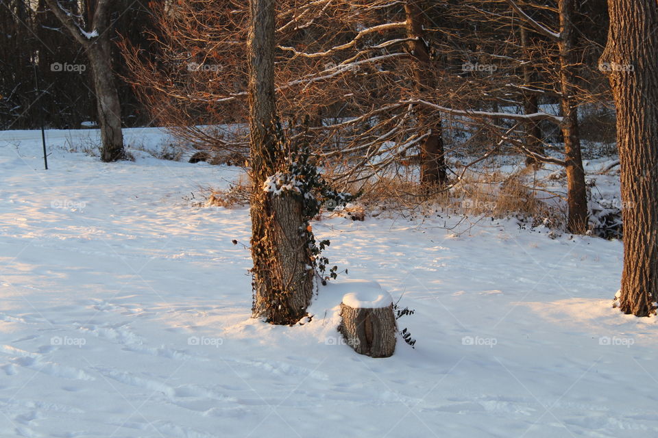 Snowy stumps