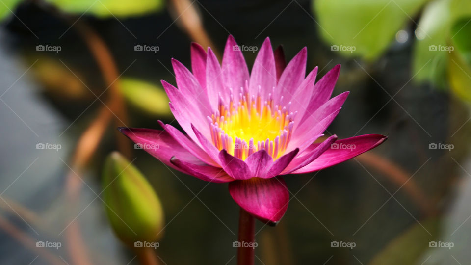 Pink lotus