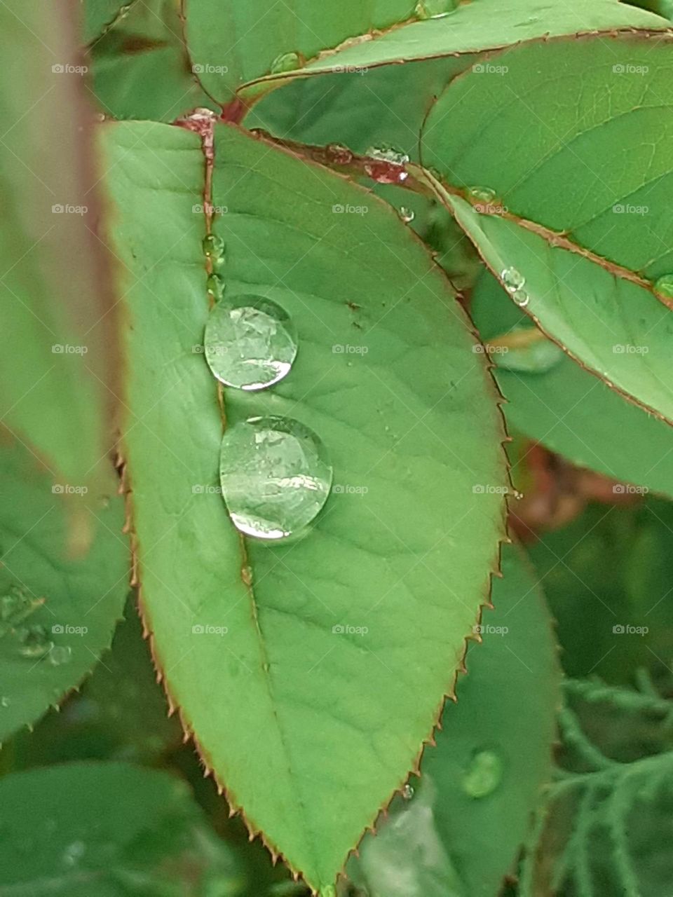 gotitas en las hojas verdes