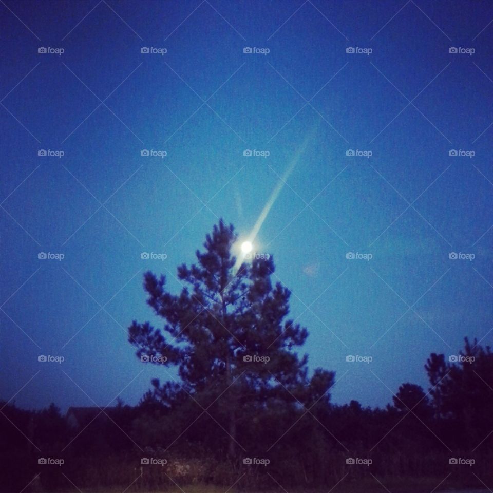 Moonshine over the pine.