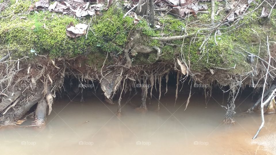 Water, Nature, Tree, Tropical, Landscape