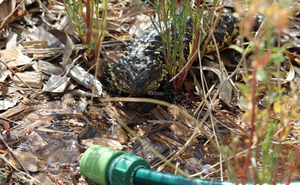 A thirsty lizard drinking water