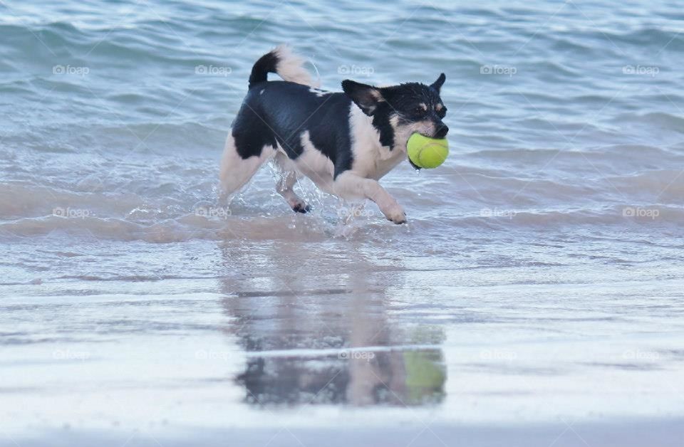 Fetch at the beach