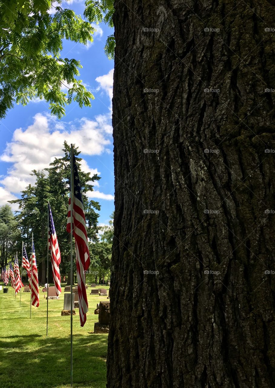 Flags and tree trunk