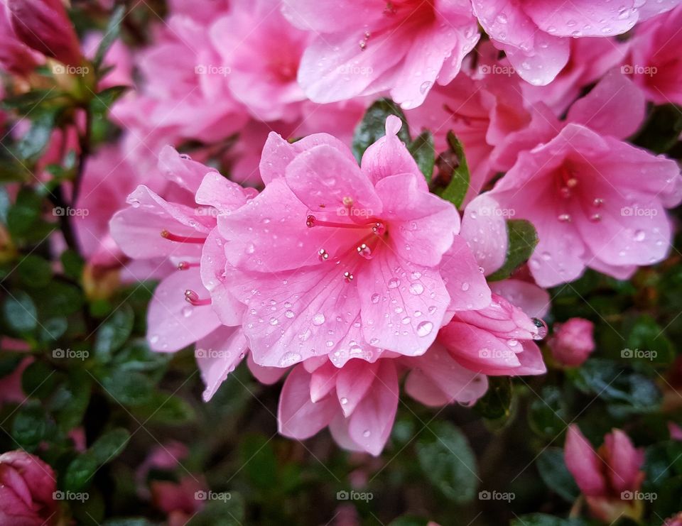 Pink flower rain drop
