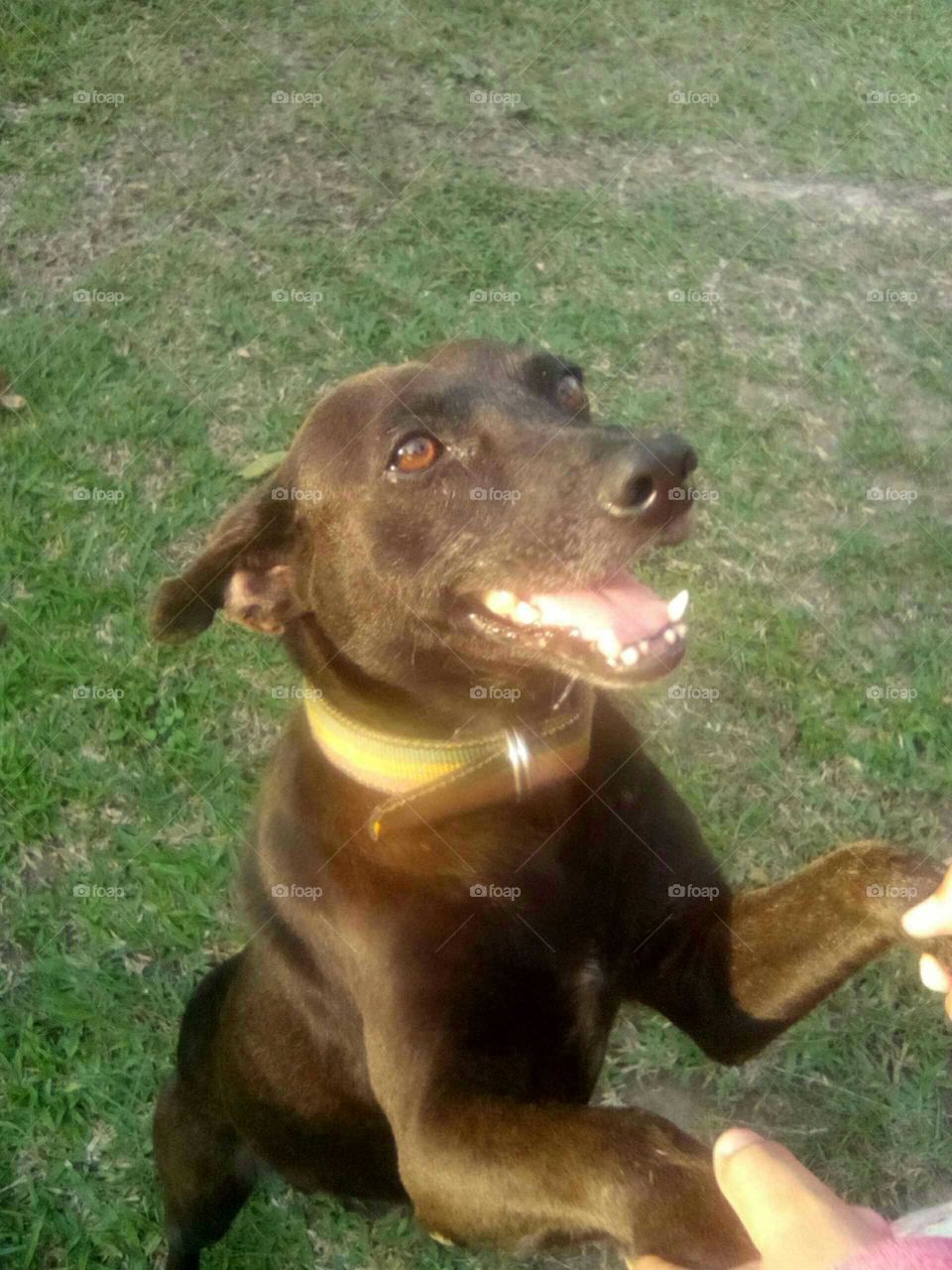 keep your dog's happy an he will never stop looking after you he so  cute when he is laughing