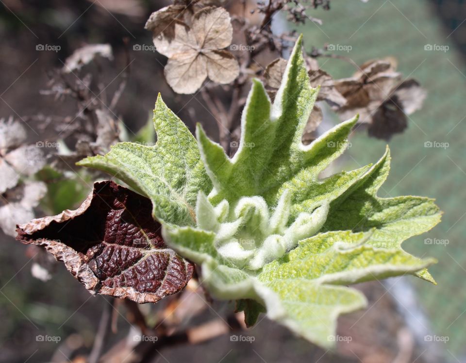 Green plant just budding in early spring 