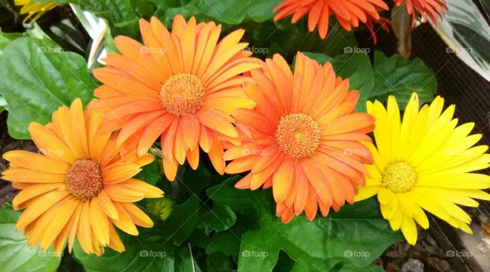 Orange and yellow Gerber daisies