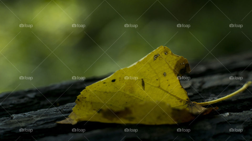 Autumn leaf