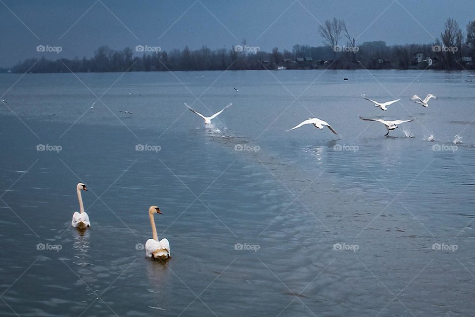 Flock of white swans taking off from the Danube River