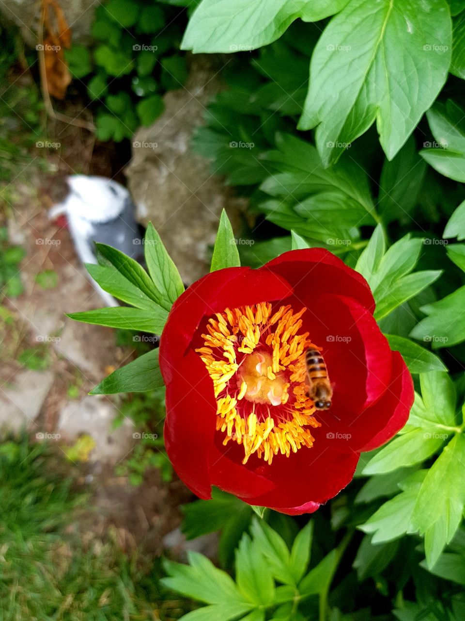 flowers and summer time, botanic garden, 🌞🌞
