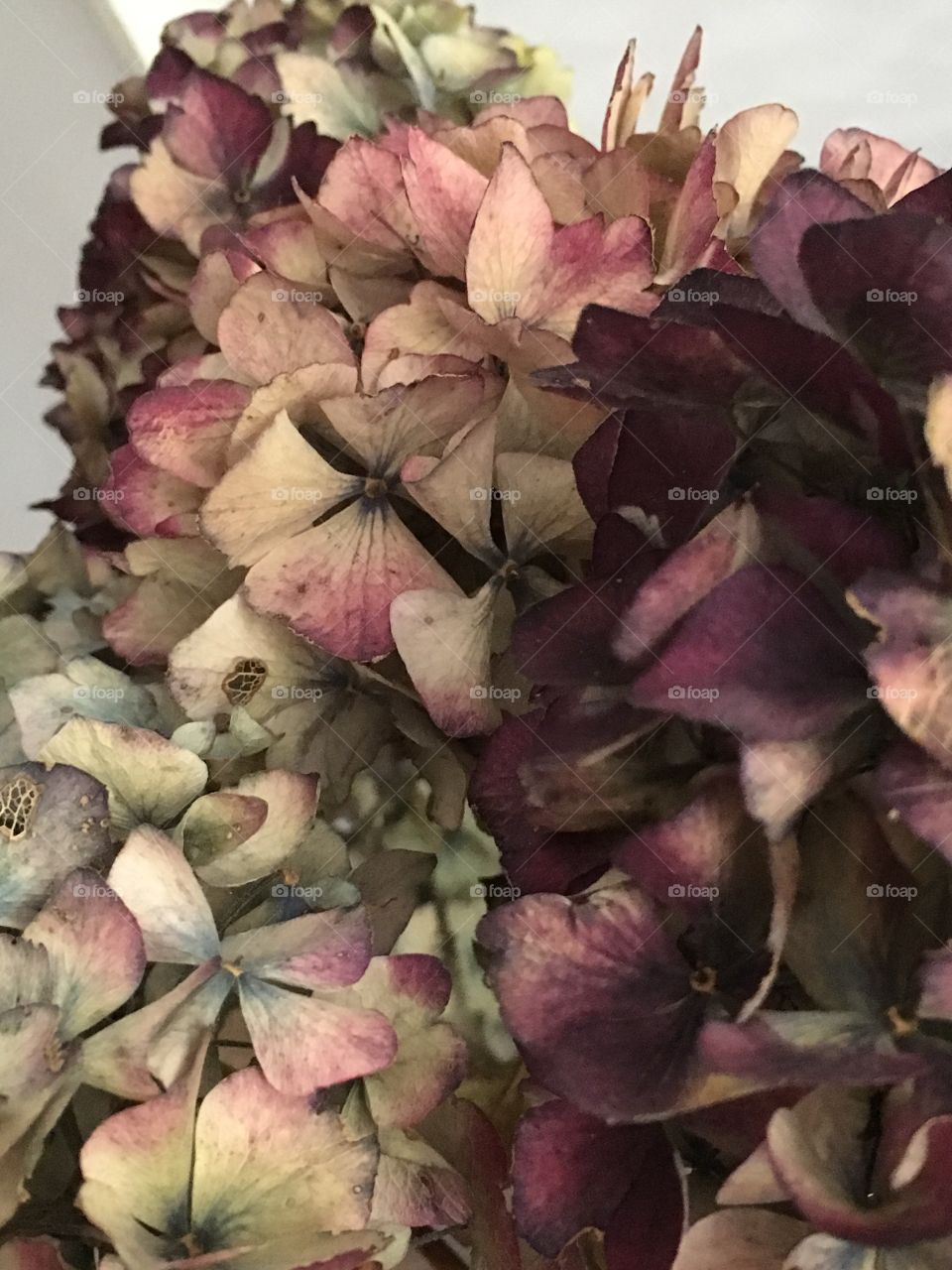 Close up view of multicoloured dried hydrangea flowers in a vase in the house