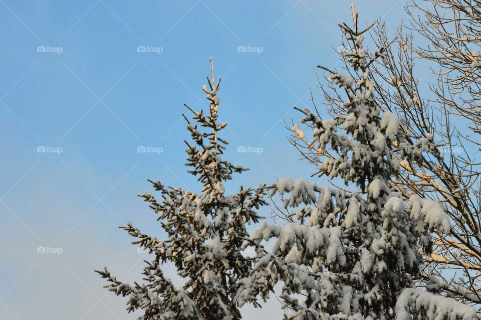 winter tree