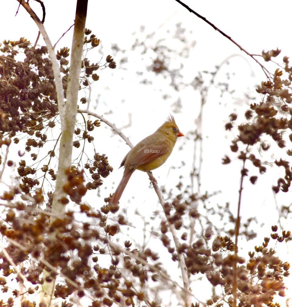 Close-up of bird perching on twig