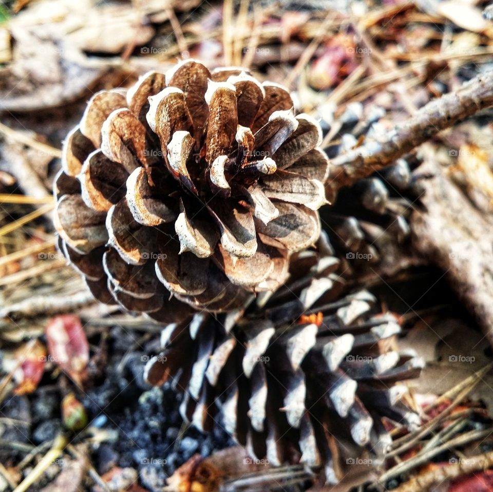 Pinecone's on the grounds first signs of autumn