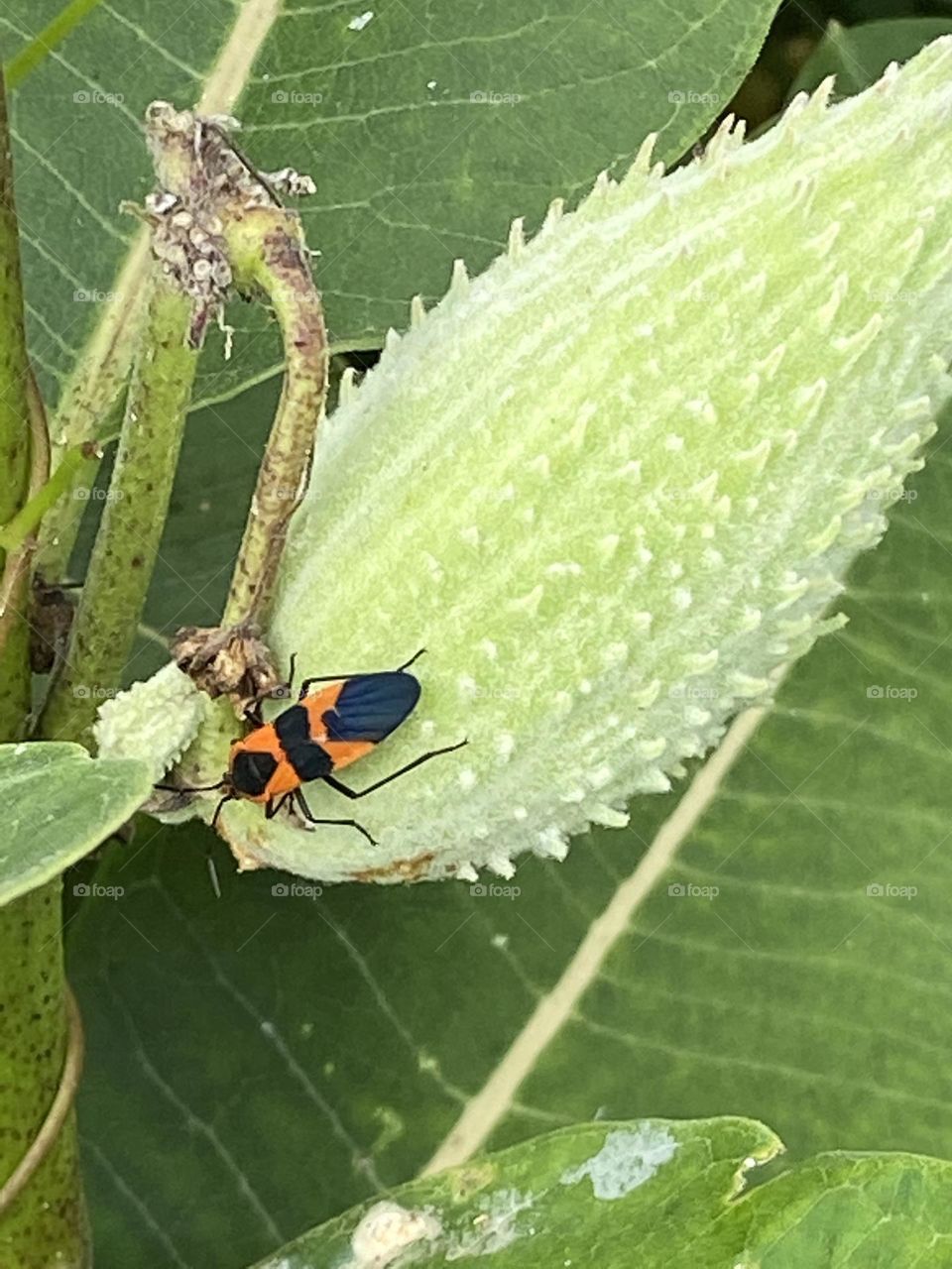Orange and black insect on a light green leaf. A closeup view which shows the textures and different shades of green. 