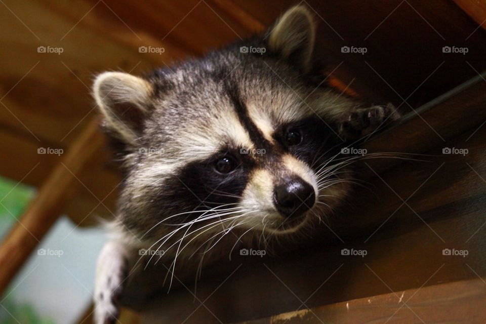 cute raccoon