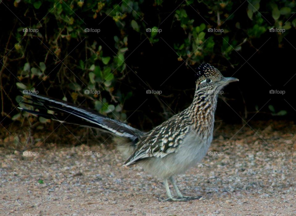 Roadrunner in Arizona Desert
