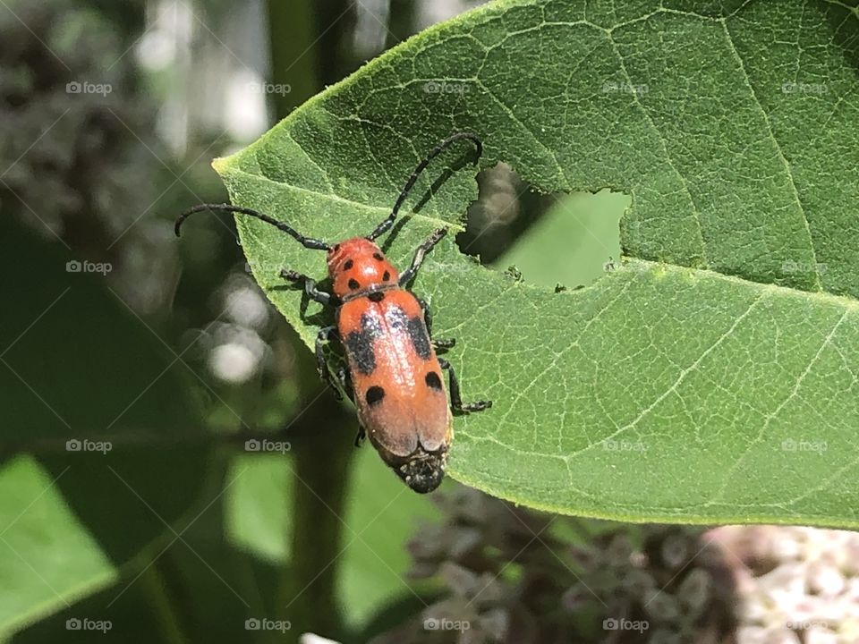Strange work looking bug on milkweed