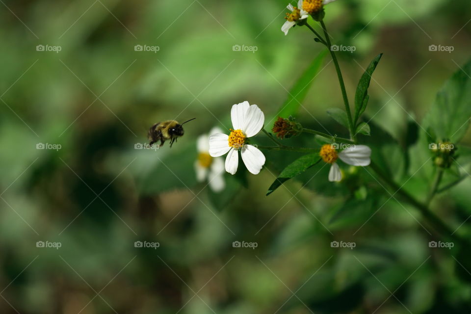Bee in flight