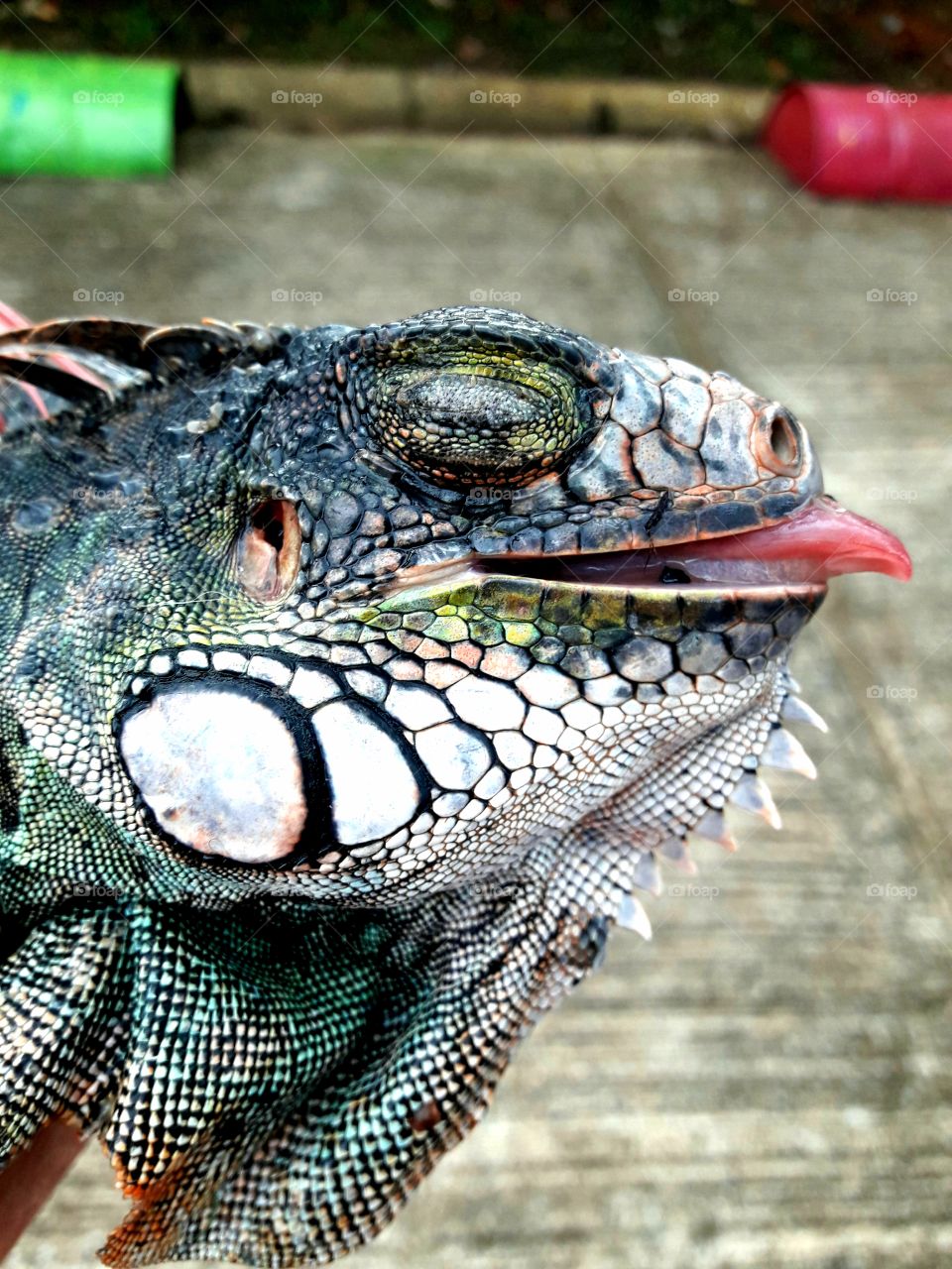 iguana feliz