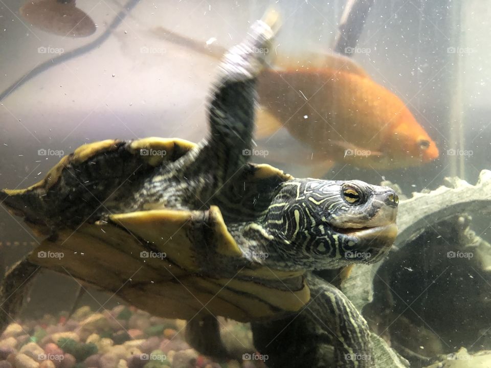 Turtle and goldfish