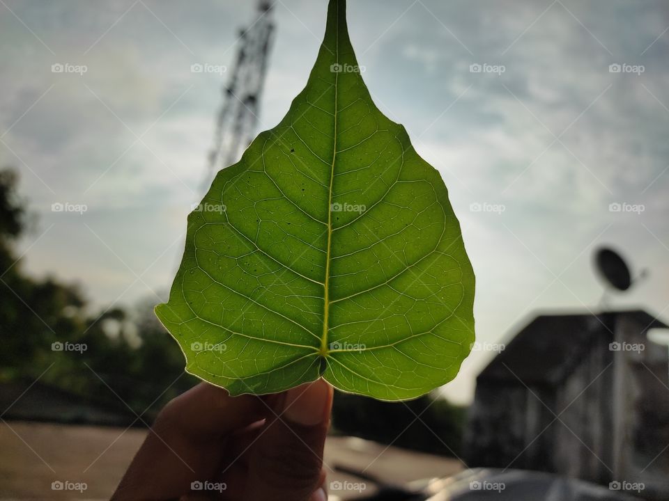 green leaf