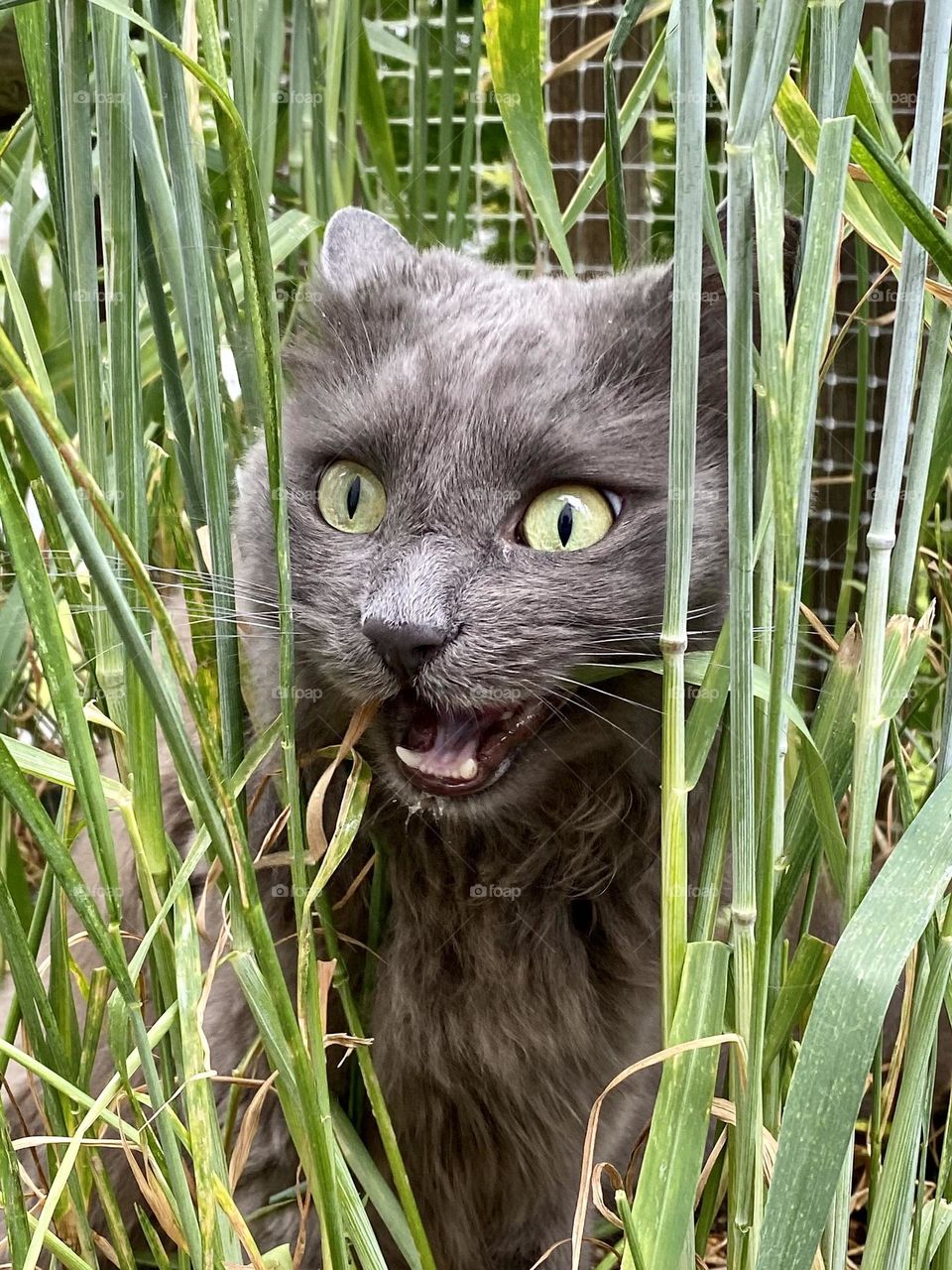A grey cat making a funny face while eating grass