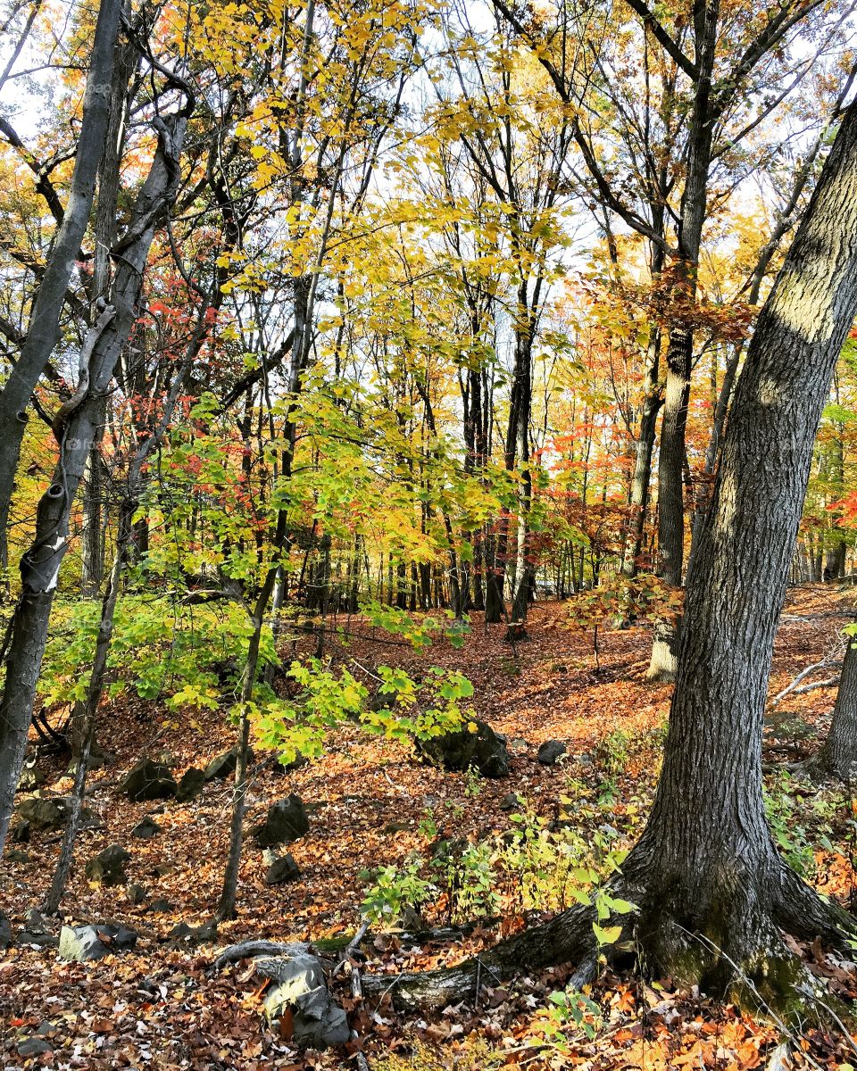 Scenic view of forest in autumn