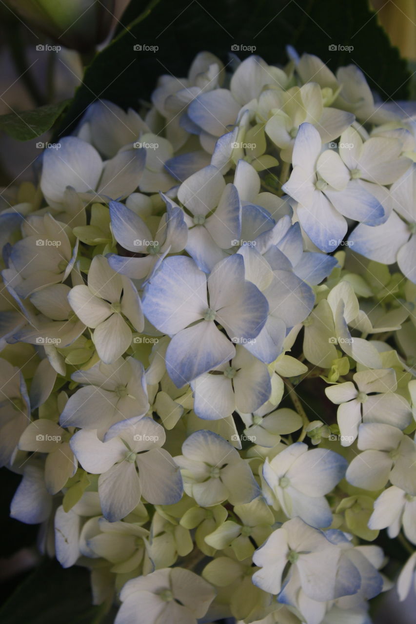 White Blue Hydrangea