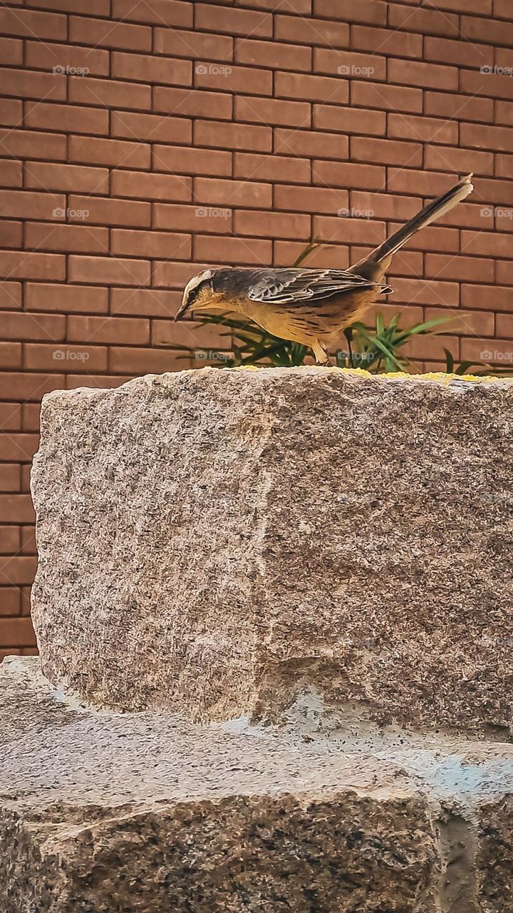 sobre a pedra