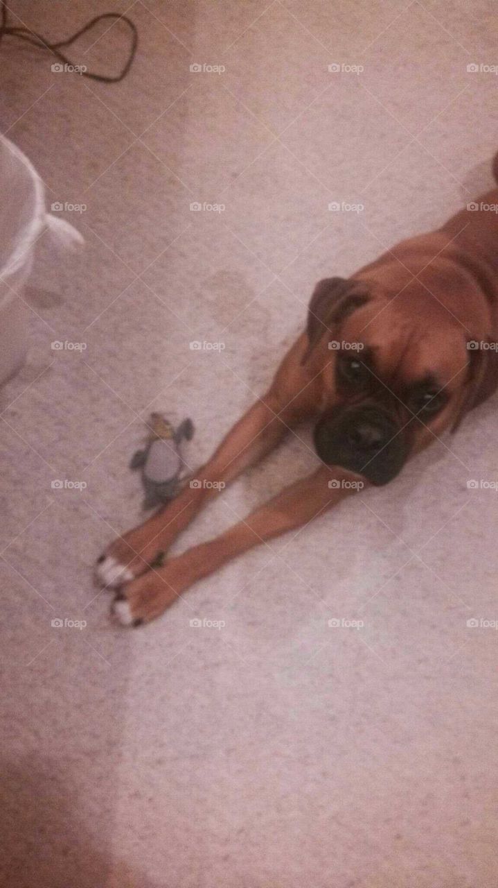 Dog, Portrait, Mammal, One, Cute