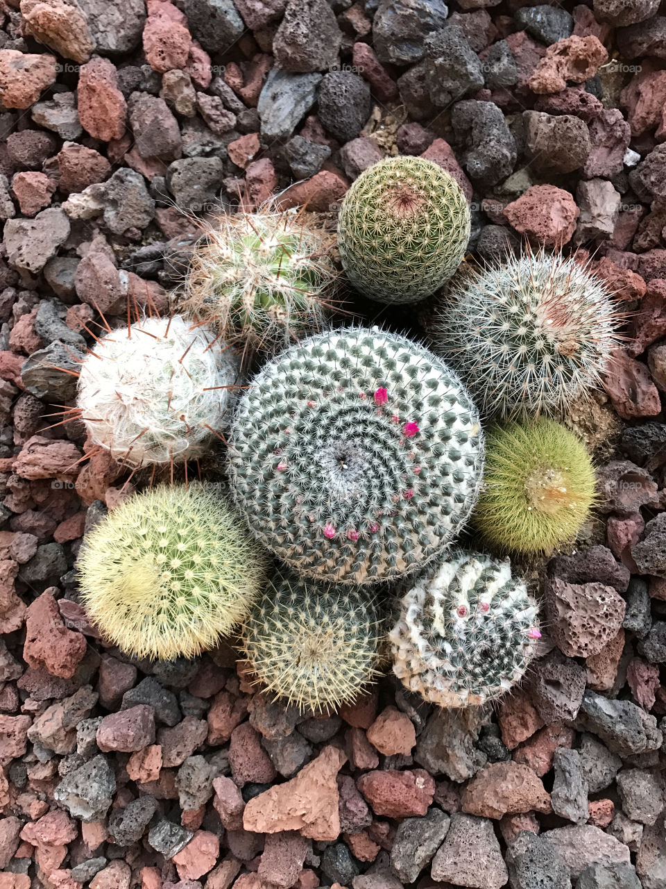 Looking down on tiny cactus in the brown rocks!