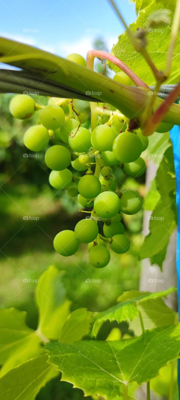 Vynuogės grape