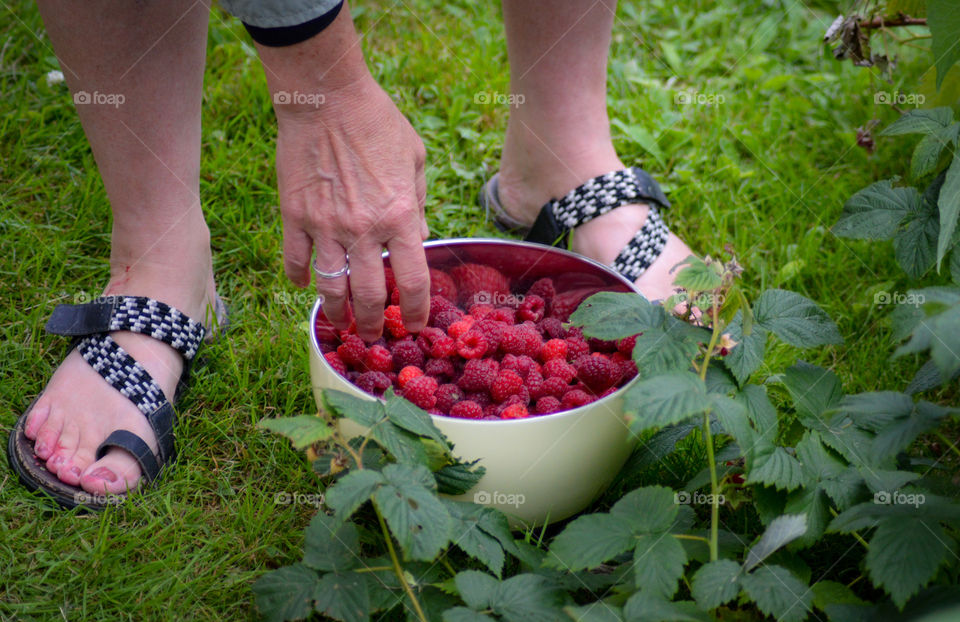 bowl of red raspberries picked by a person