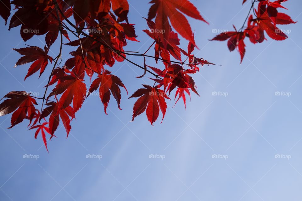 Leaves of red maple