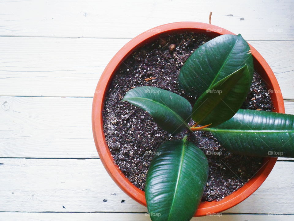 ficus plant brings joy