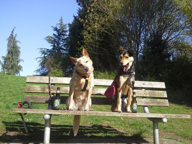hiking dog friends