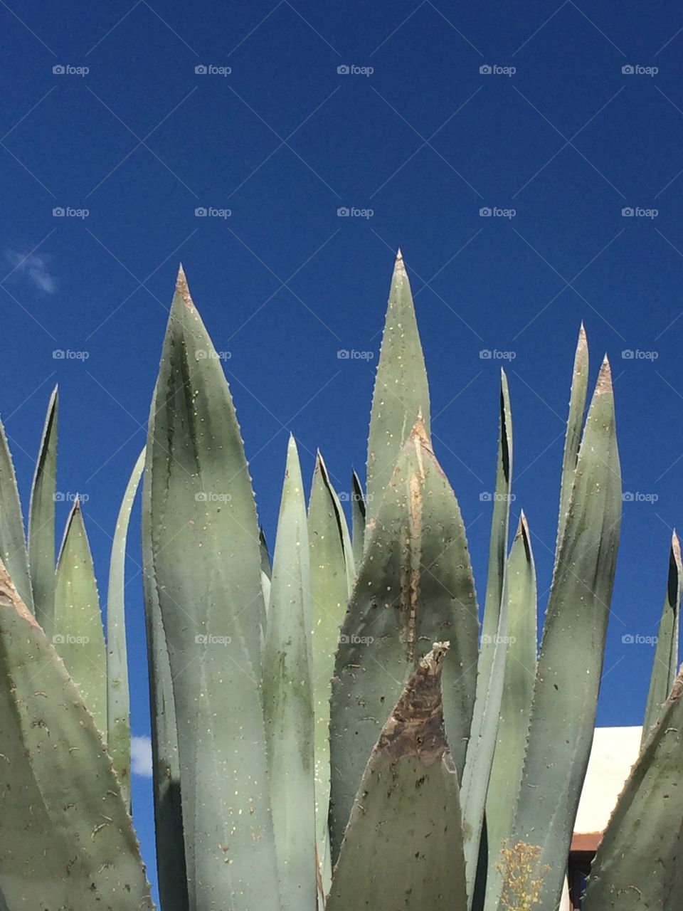 Agave plant 