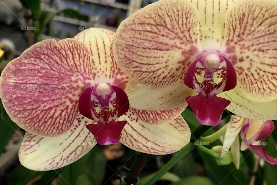 Orchids faces