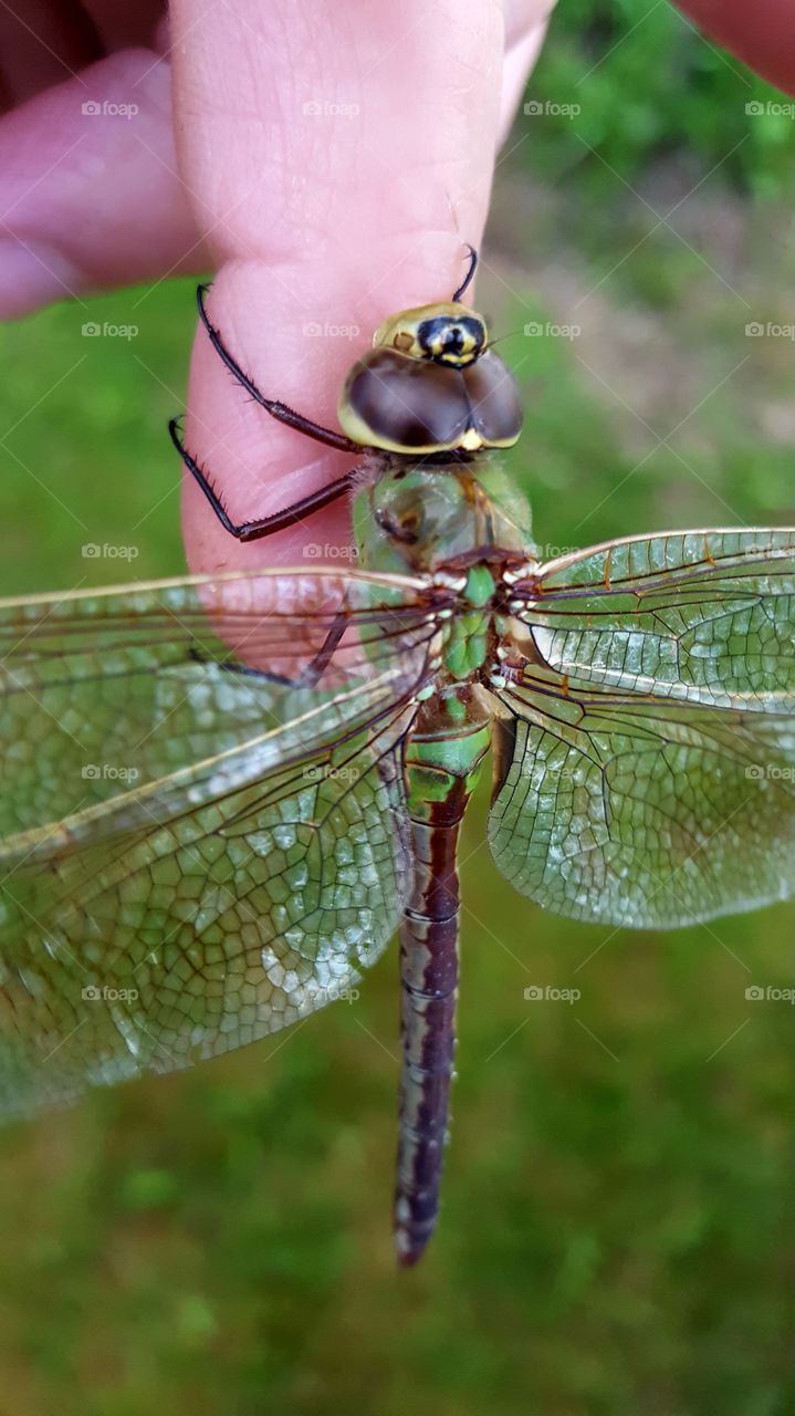 dragonfly on my finger