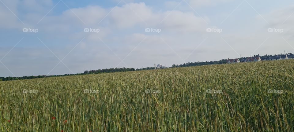 grain field