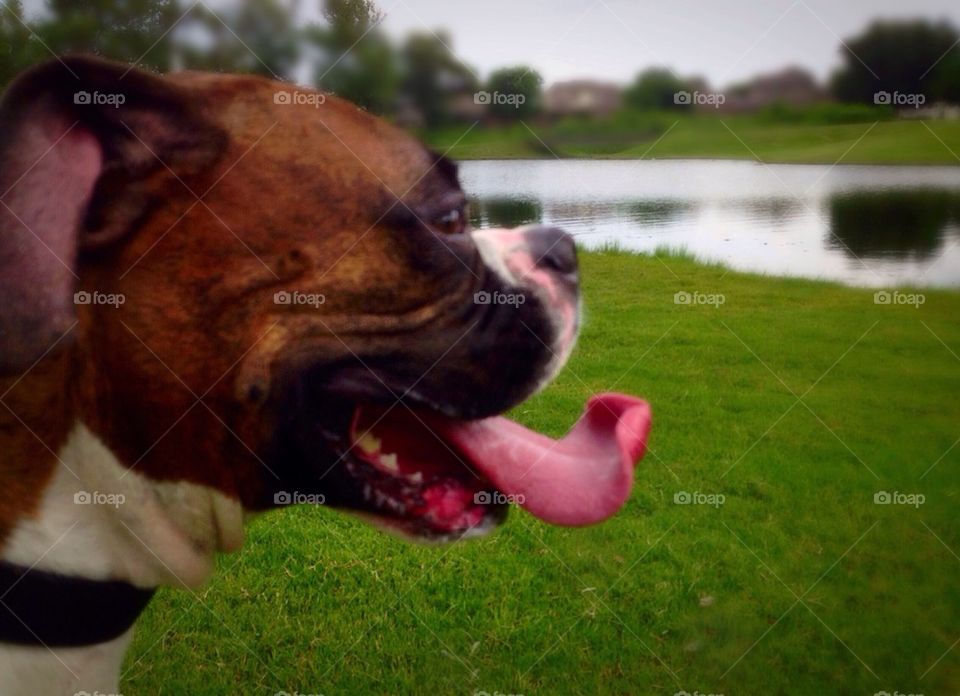 Boxer enjoying the park