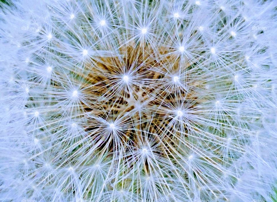 dandelion