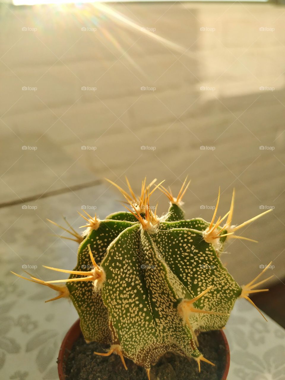 The cute cactus in the sunlight
