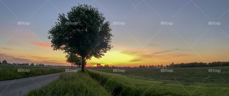 Trees among a road between the fields in a rural environment against a colorful and idyllic sunrise dawning sky