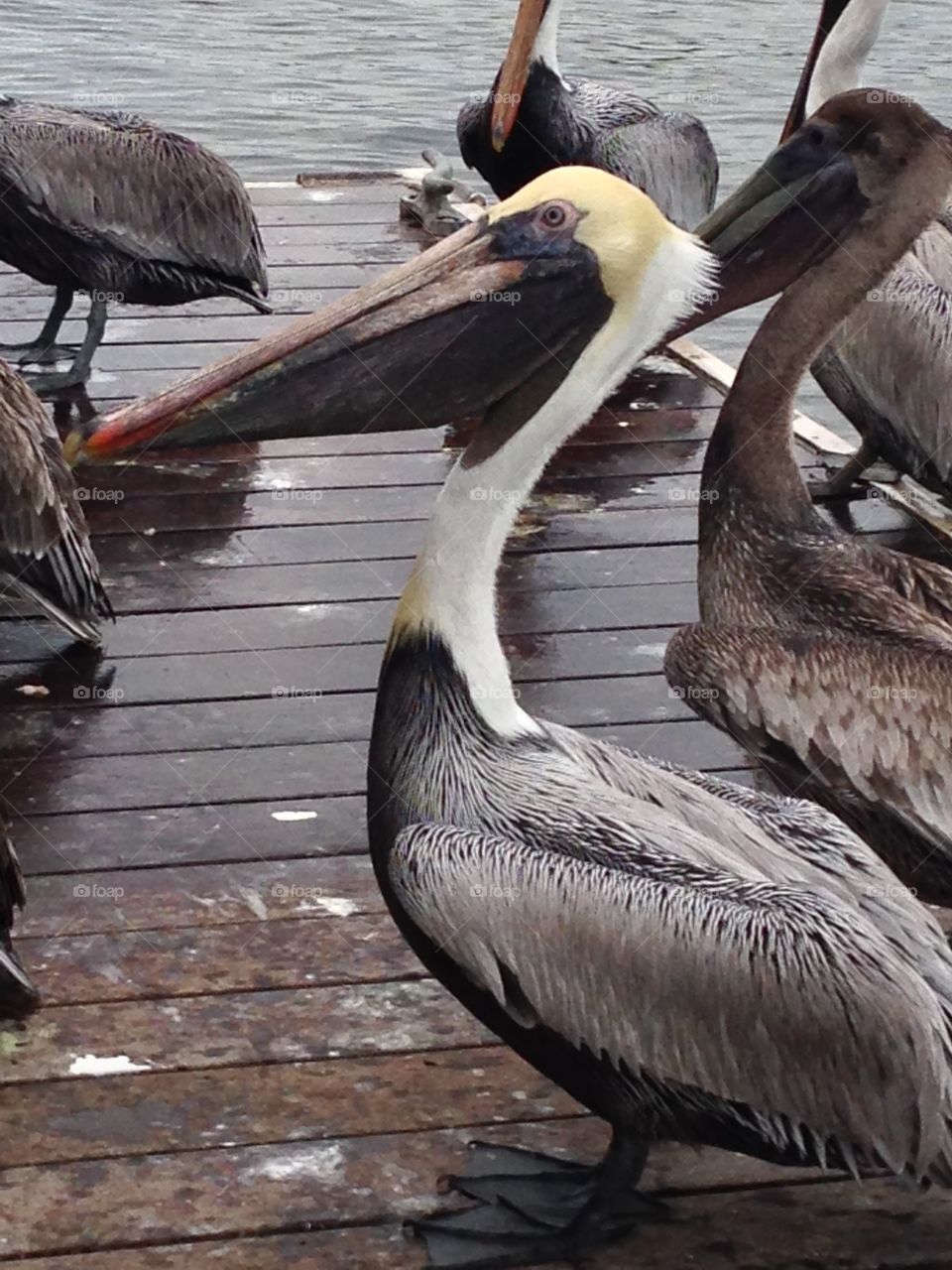 Pelican feast